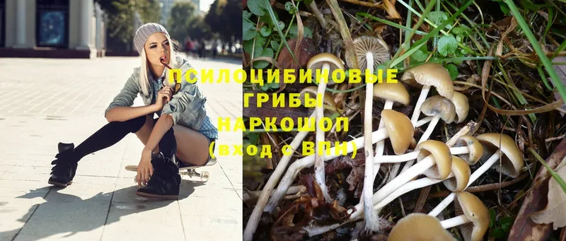 Псилоцибиновые грибы Psilocybe  shop как зайти  Богородицк 